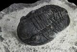 Two Detailed Gerastos Trilobite Fossils - Morocco #119013-4